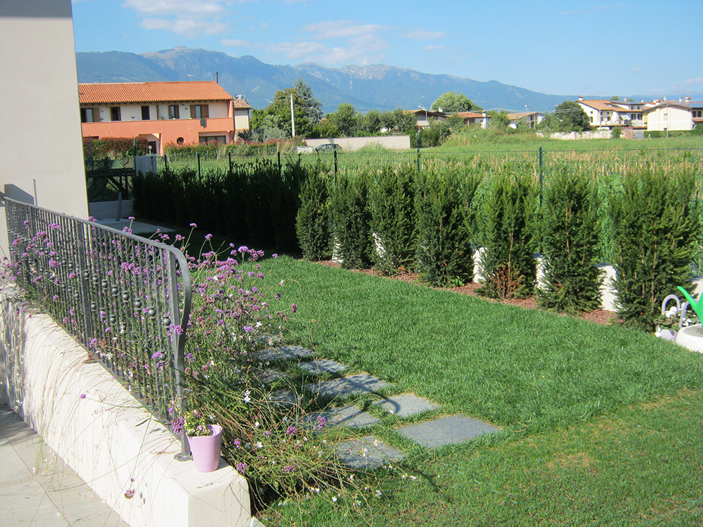 immagine progetto giardino privato con siepe di tasso, erbacee perenni e prato a rotoli a Mussolente