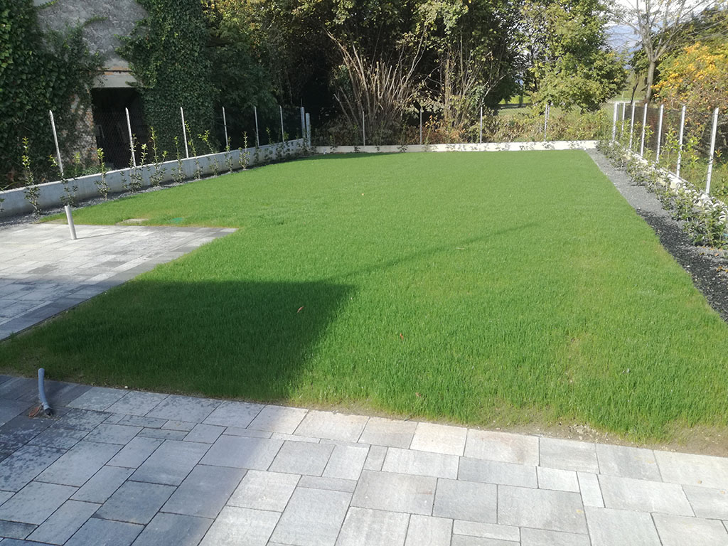 foto realizzazione siepe e prato a rotoli per un giardino a cornuda foto 11