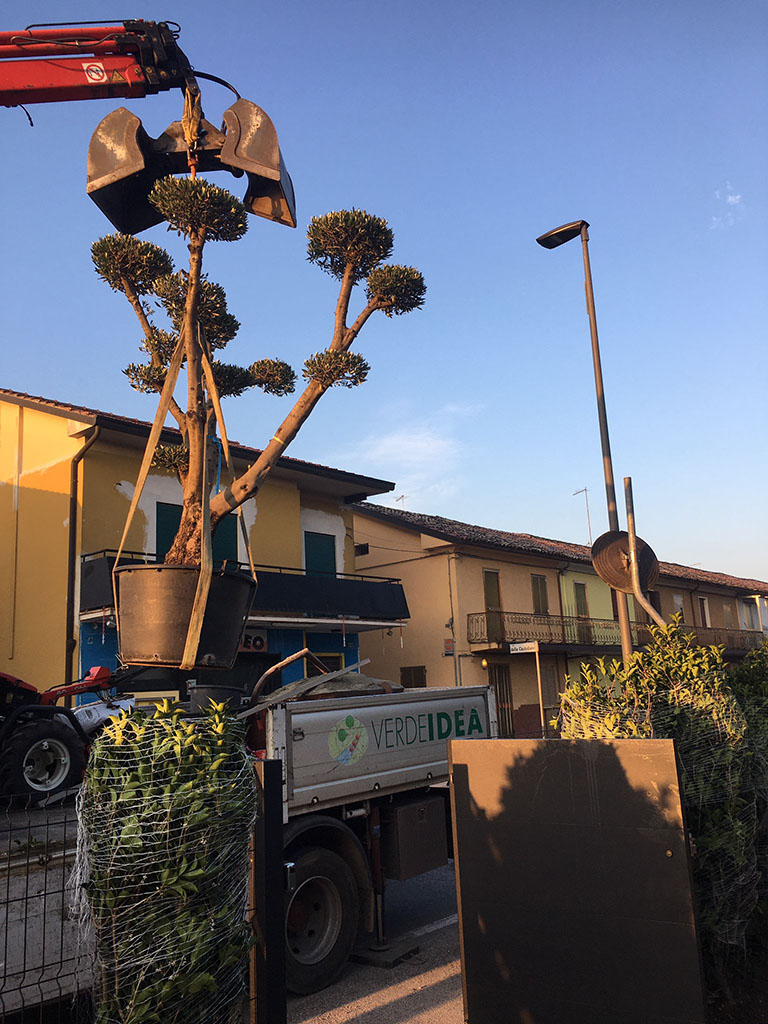foto realizzazione siepe e prato a rotoli per un giardino a cornuda foto 4